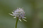 Blueflower eryngo